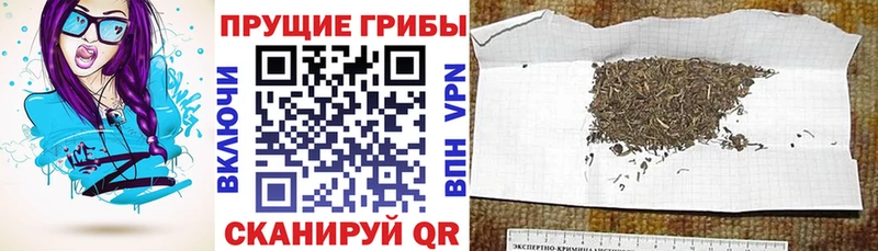 Купить  Полысаево  Галлюциногенные грибы Cubensis 